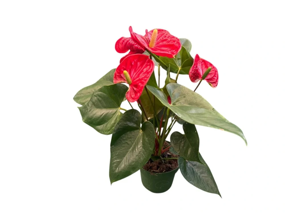 Anthurium