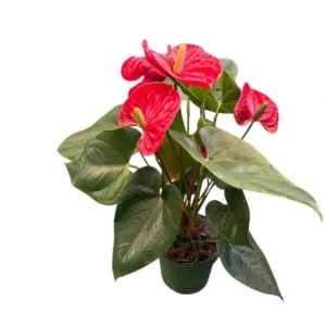Anthurium