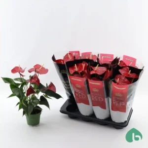 Anthurium