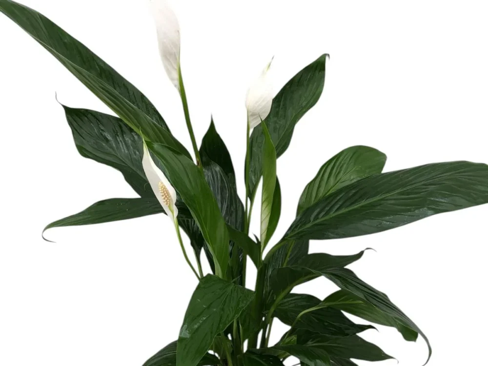 Spathiphyllum m17