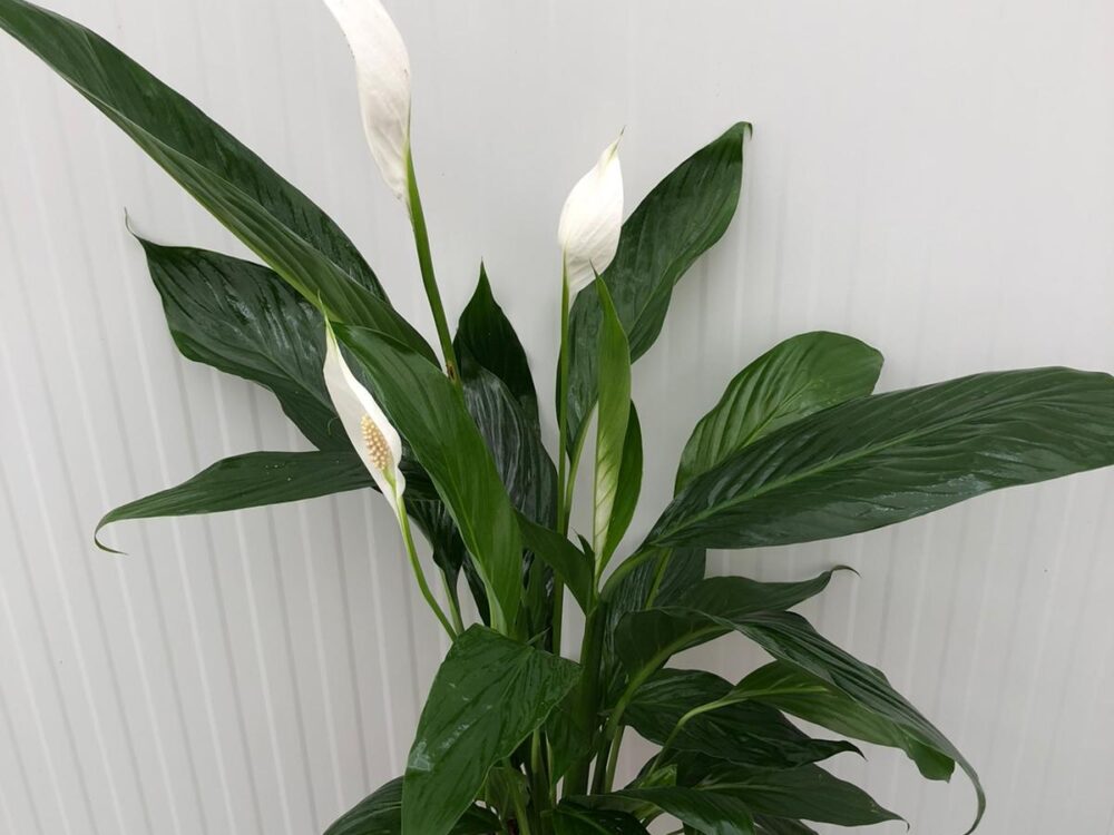 Spathiphyllum m17 - Imagen 2