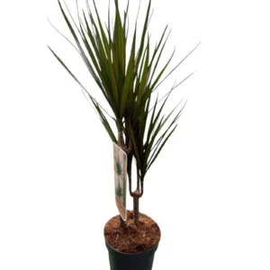 Dracaena Marginata