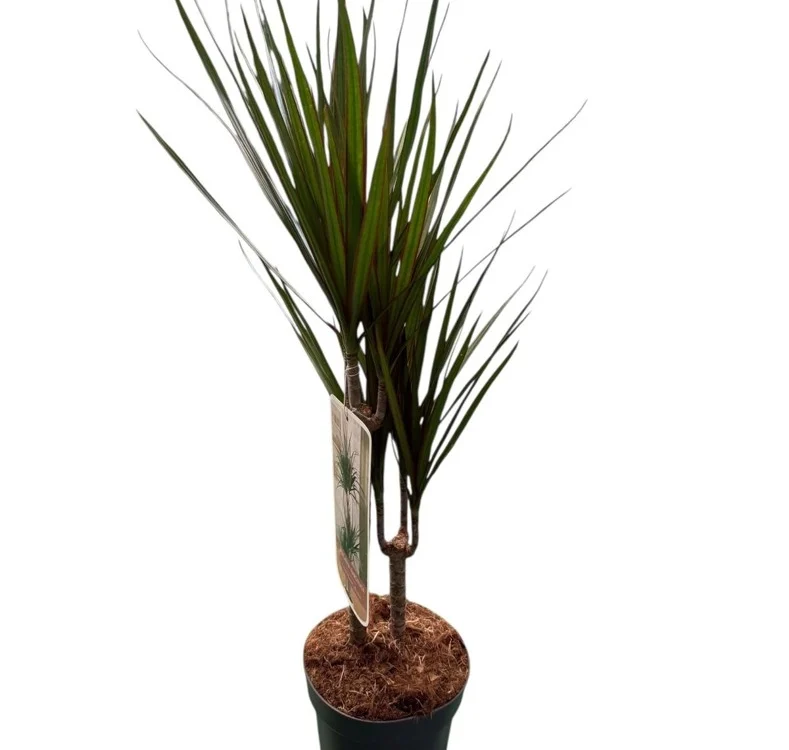 Dracaena Marginata