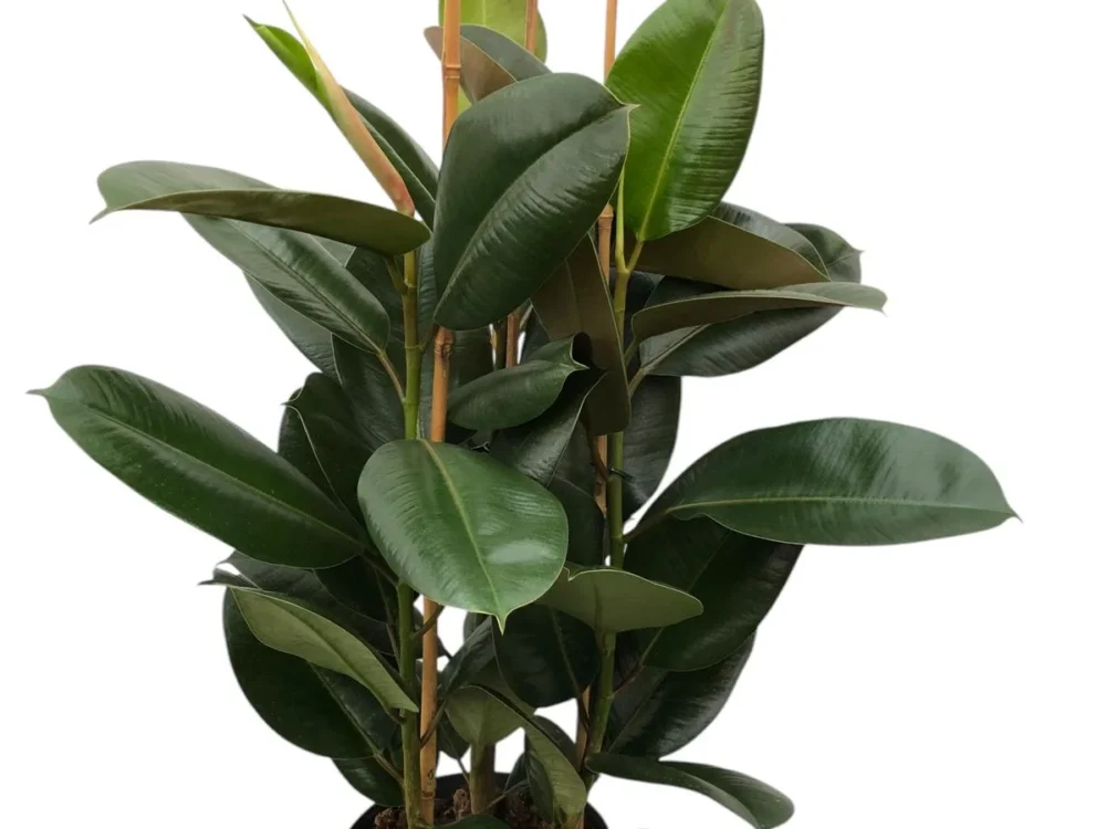 Ficus Elástica Robusta