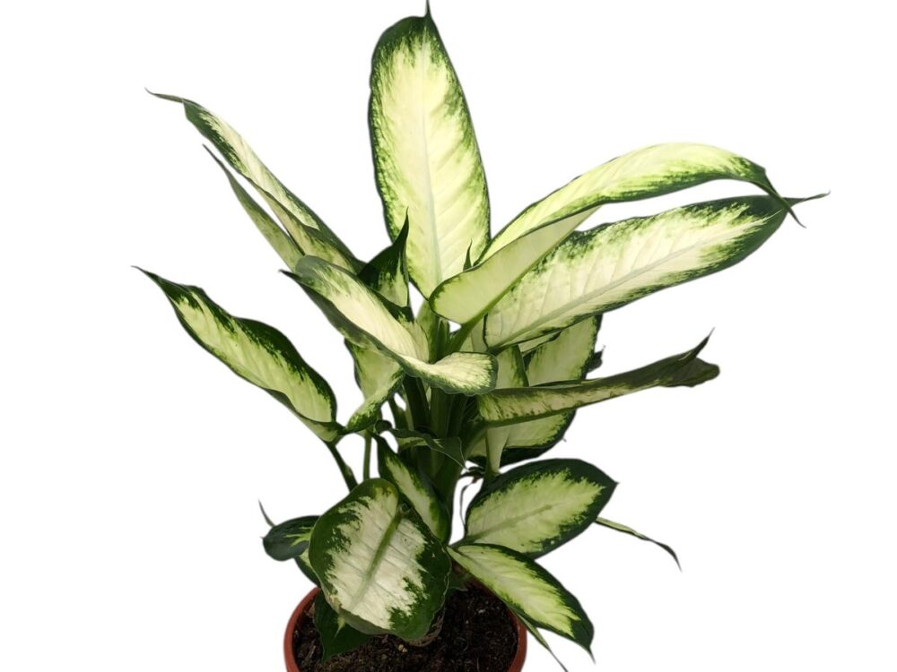 Dieffenbachia