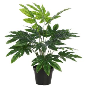 Aralia