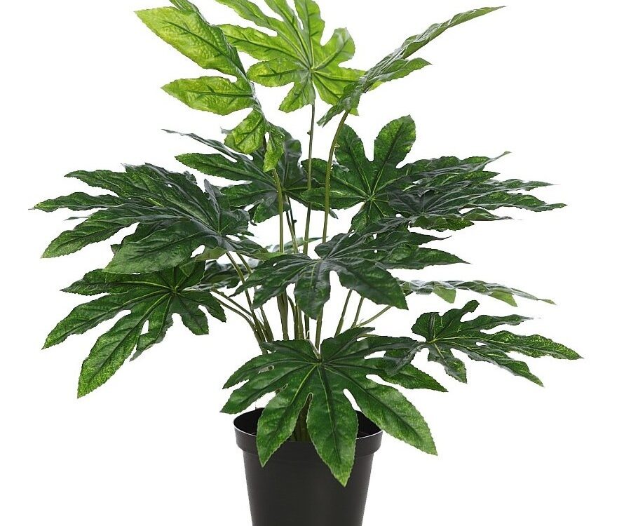 Aralia