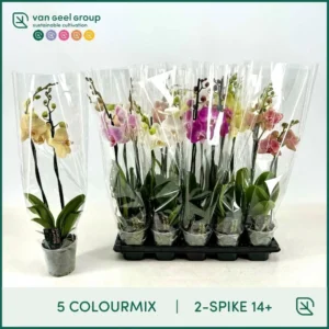 Orquídea 2 Tallos