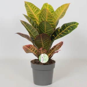 Croton