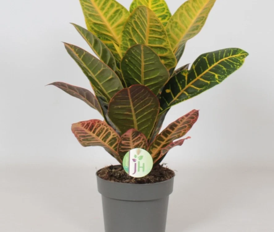 Croton
