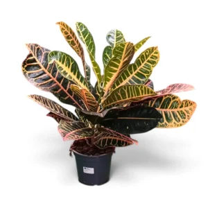 Croton