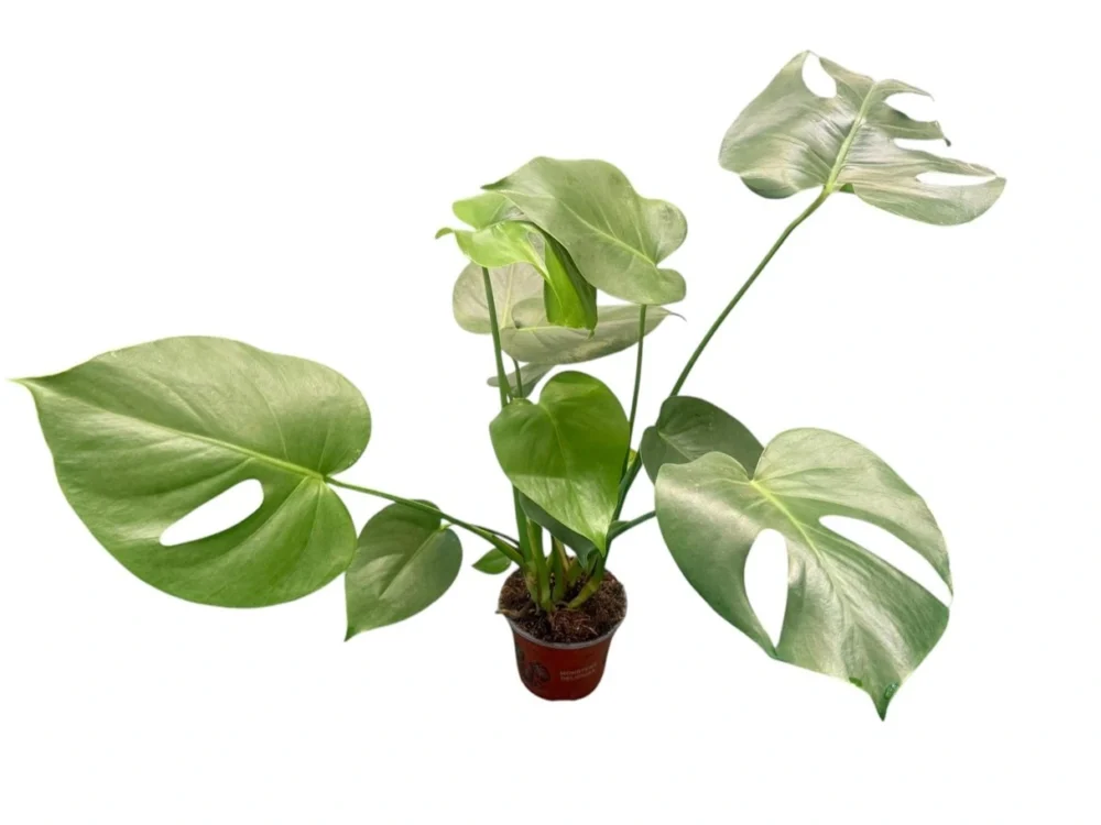 Monstera