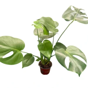 Monstera