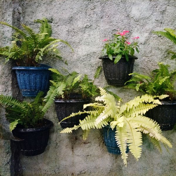 plantas exterior