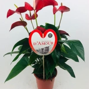 Anthurium m21