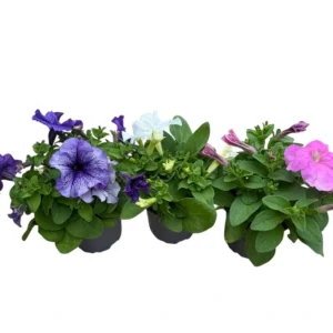 Petunia