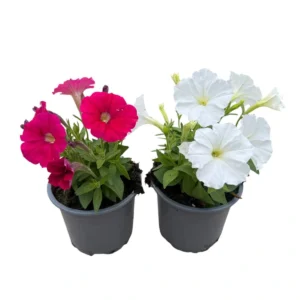Petunia picobella