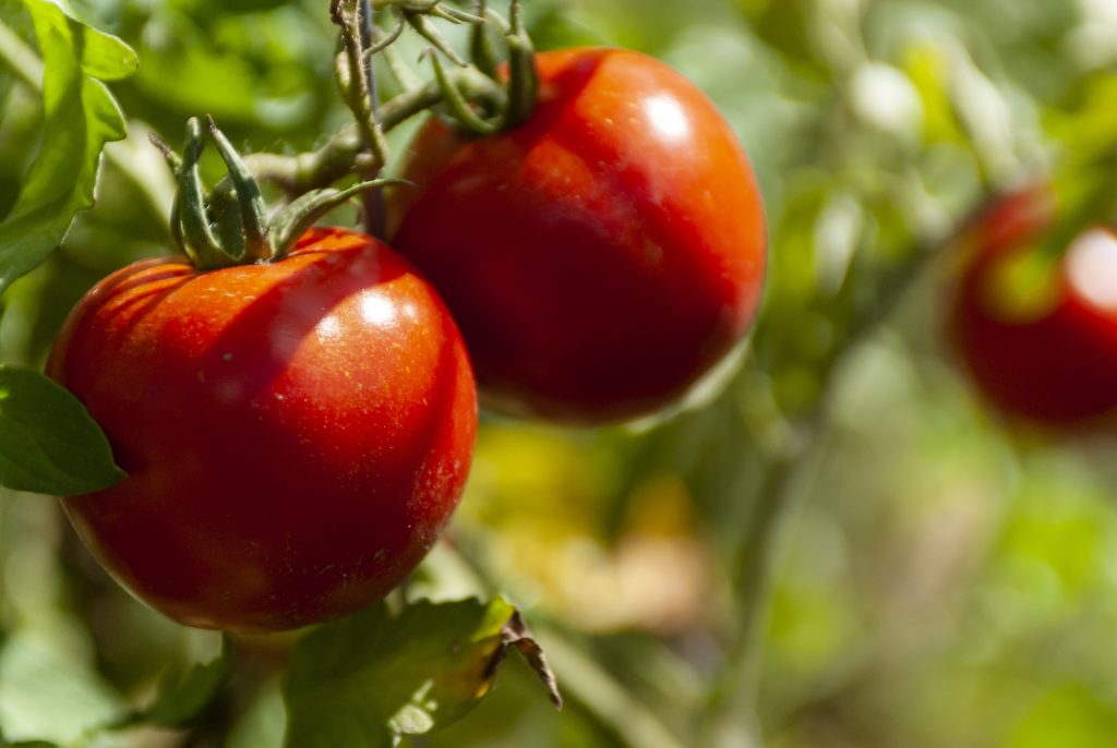 el tomate es fruta o verdura