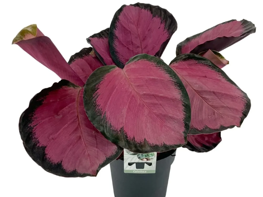 Calathea crimson