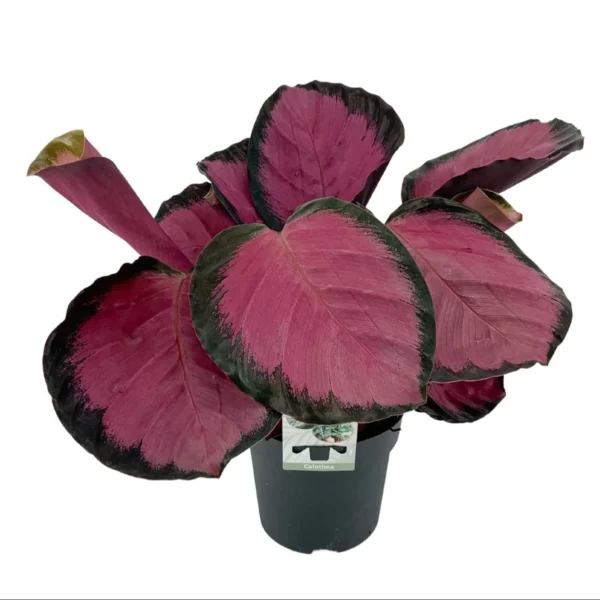 Calathea crimson