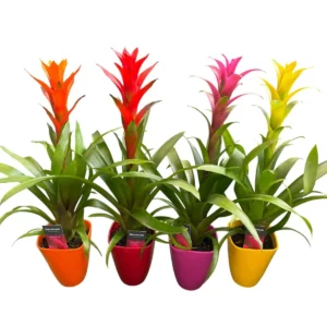 Guzmania con macetero