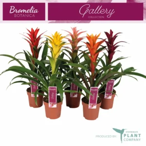 Guzmania