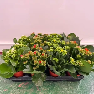 pack kalanchoe