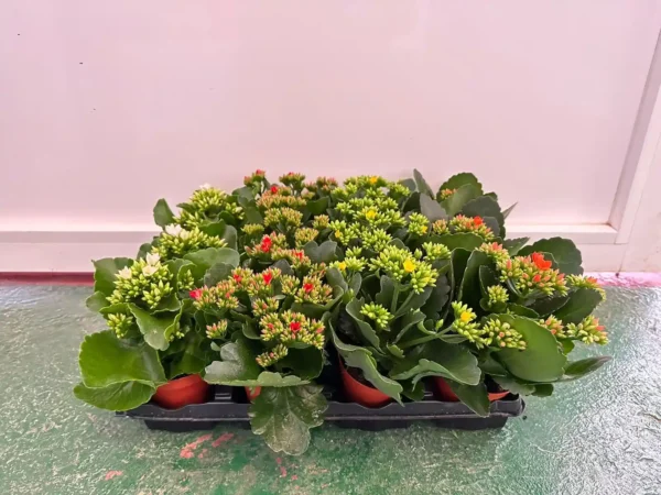 pack kalanchoe