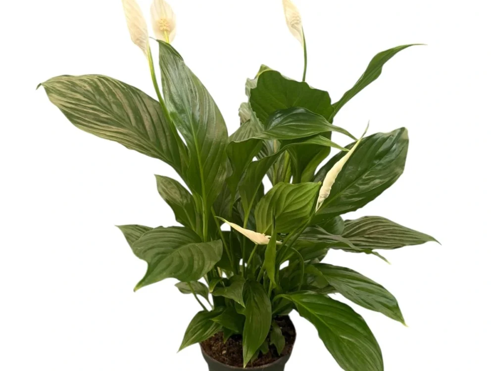Spathiphyllum