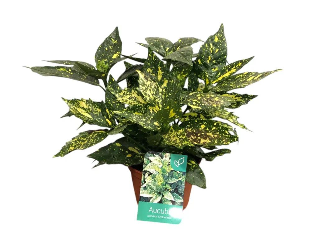 Aucuba japonica