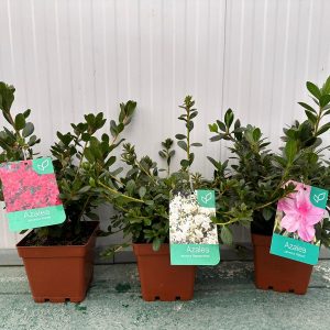 Azalea japonica
