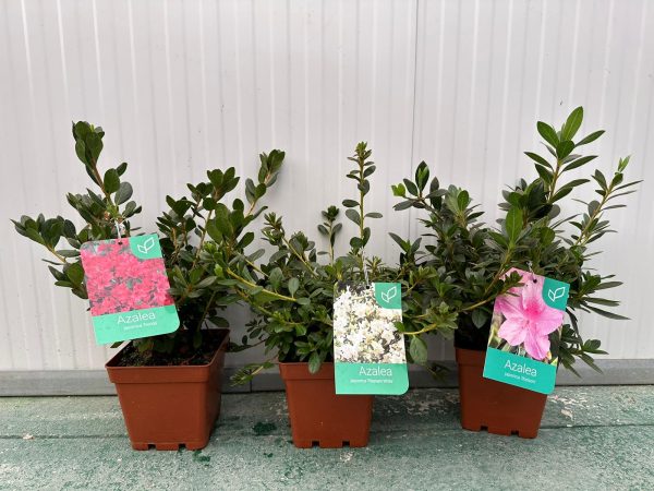 Azalea japonica