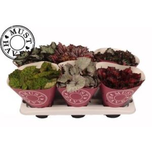 Begonia rex