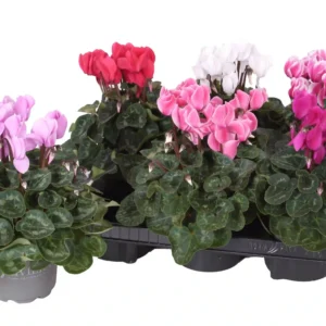 Cyclamen
