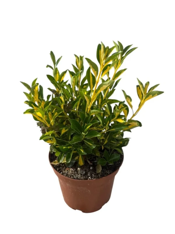 Euonymus variegata