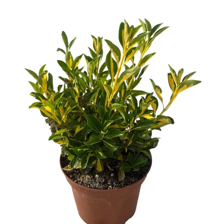 Euonymus variegata