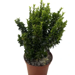 Euonymus verde