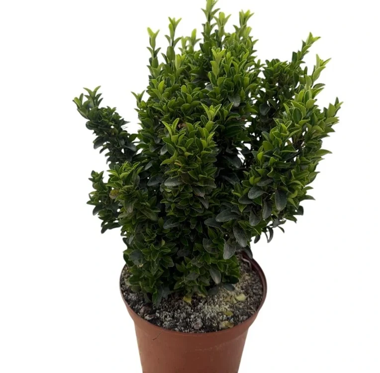 Euonymus verde