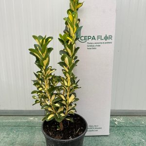 Euonymus variegata