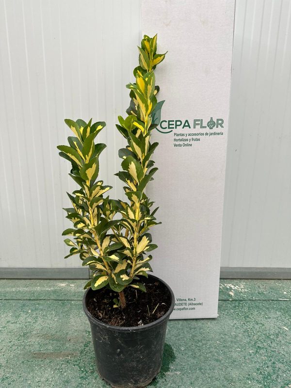 Euonymus variegata