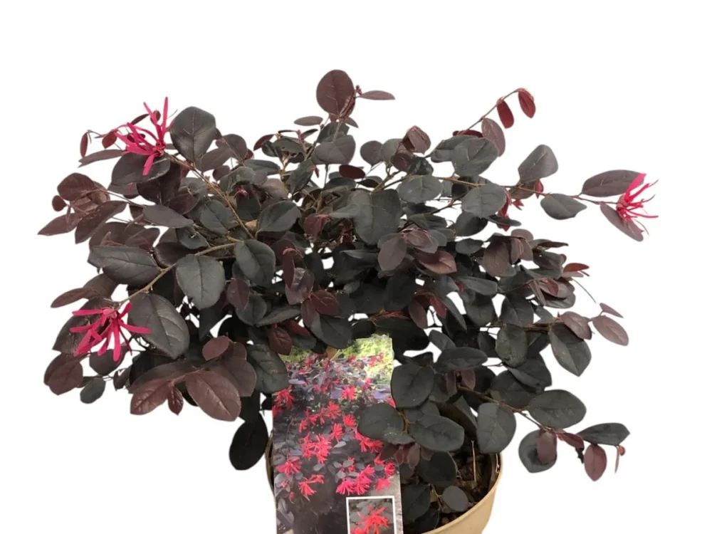 Loropetalum chinensis "black pearl"