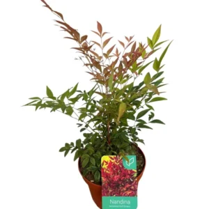 Nandina domestica "Gulf stream"