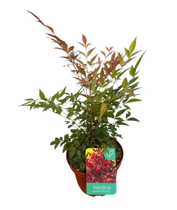 Nandina domestica "Gulf stream"