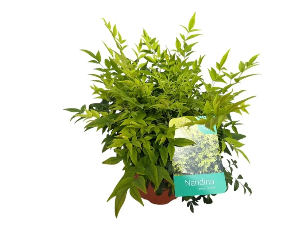 Nandina "lemon lime"