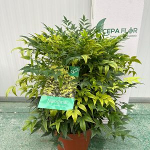 Nandina "lemon lime"