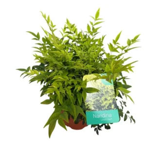 Nandina "lemon lime"