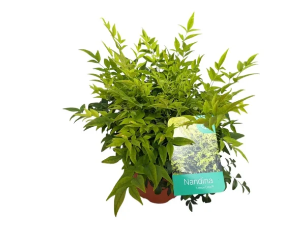 Nandina "lemon lime"