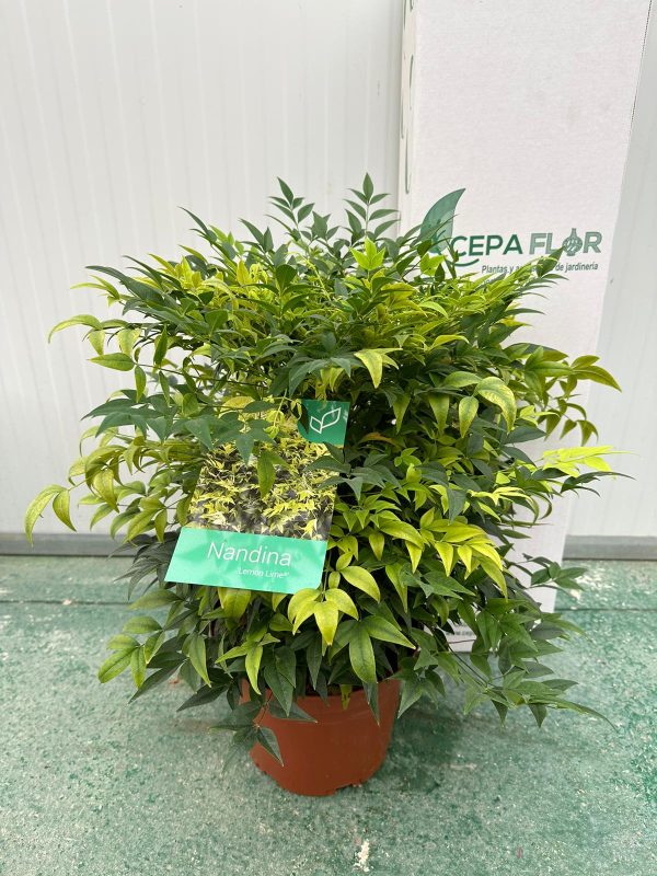 Nandina "lemon lime"