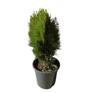 Thuja aurea nana