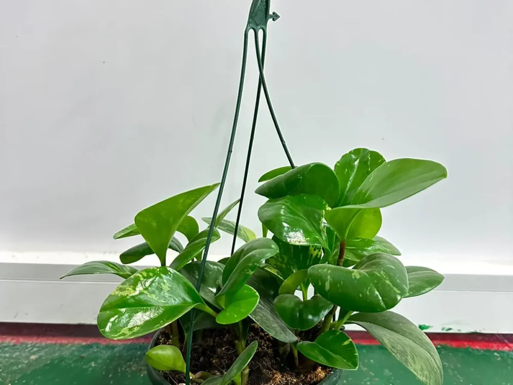 Peperomia